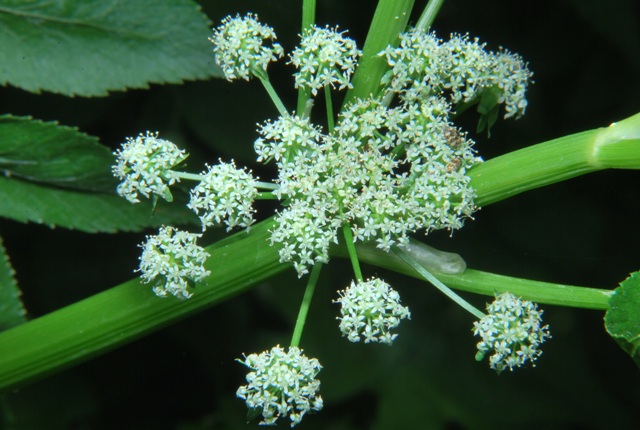 Helosciadium nodiflorum (= Apium nodiflorum)